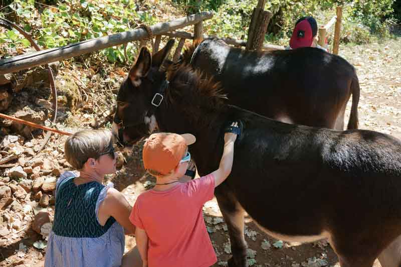 sortie ane enfant cevennes