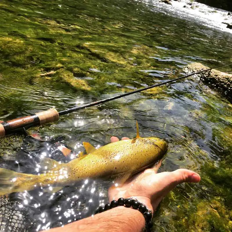 pêche cevennes gardon mouche truite