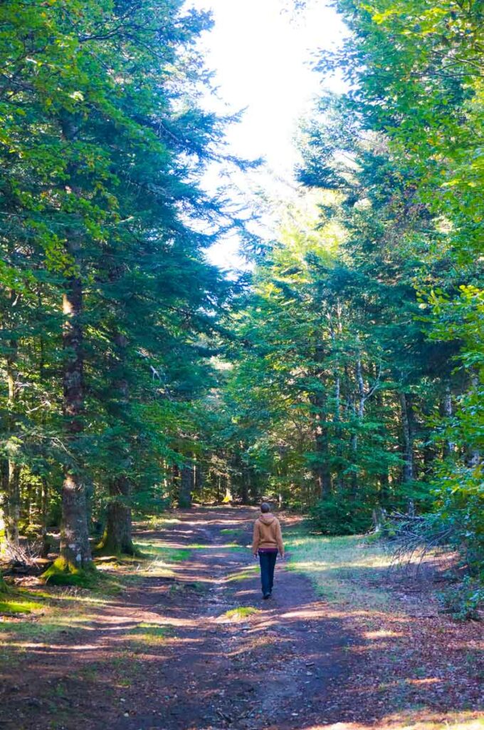 randonnée séjour foret